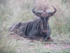 28-gnu